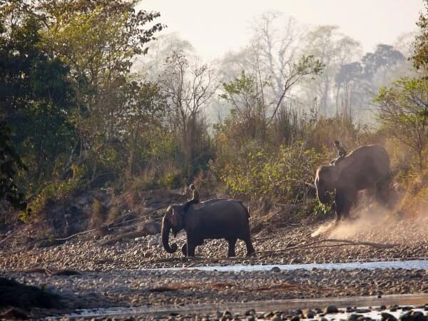 Which is the best place for Jungle Safari Tour in Nepal ?