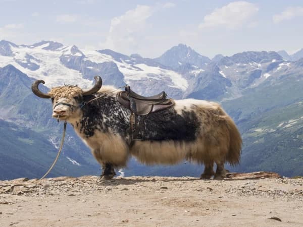 What Animals Live on Mount Everest?