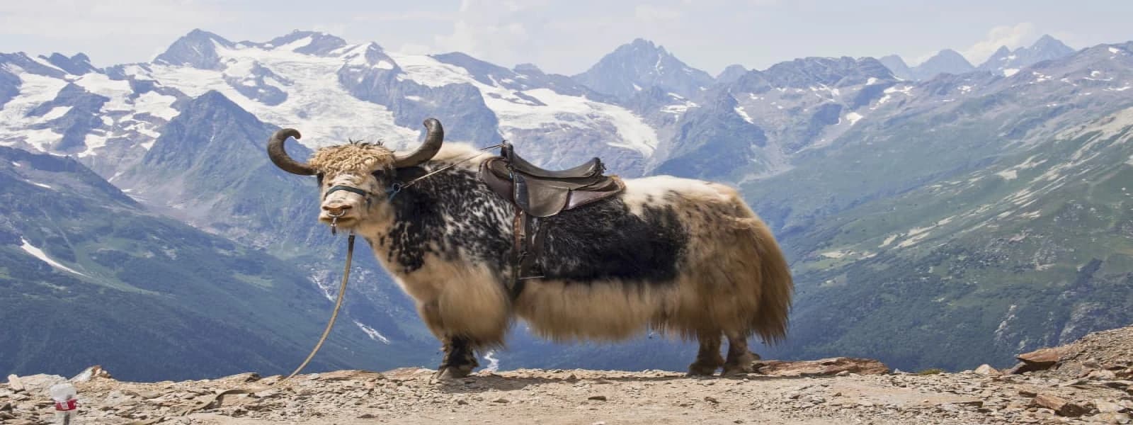 What Animals Live on Mount Everest?