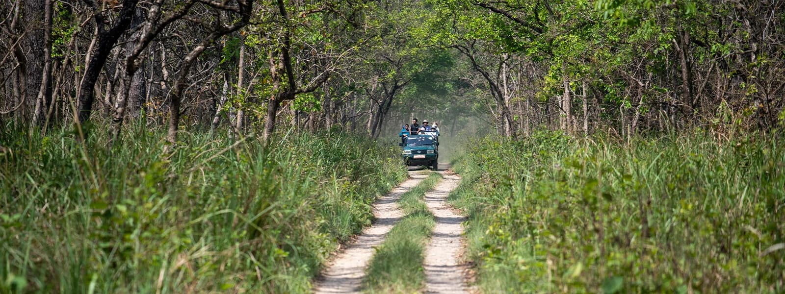 A group of tourists in Nepal's Bardia National Park are doing a jungle safari tour.