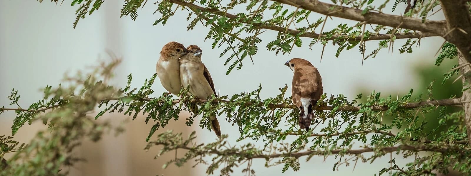 Bird Watching Tour in Nepal