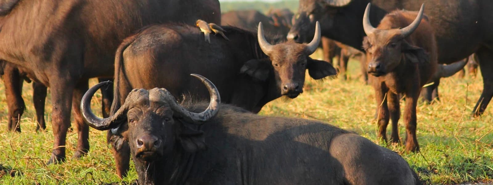 Koshi Tappu Wildlife Reserve