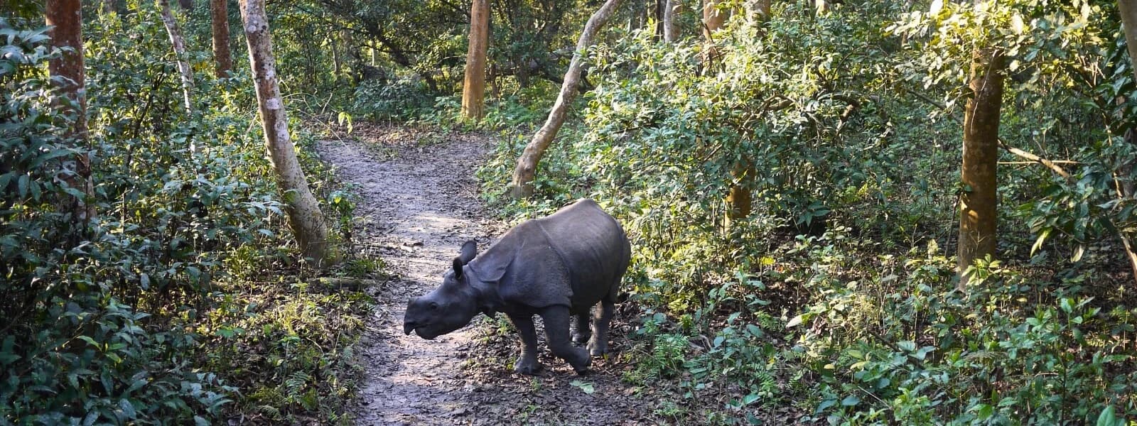 Which is the best place for Jungle Safari Tour in Nepal ?