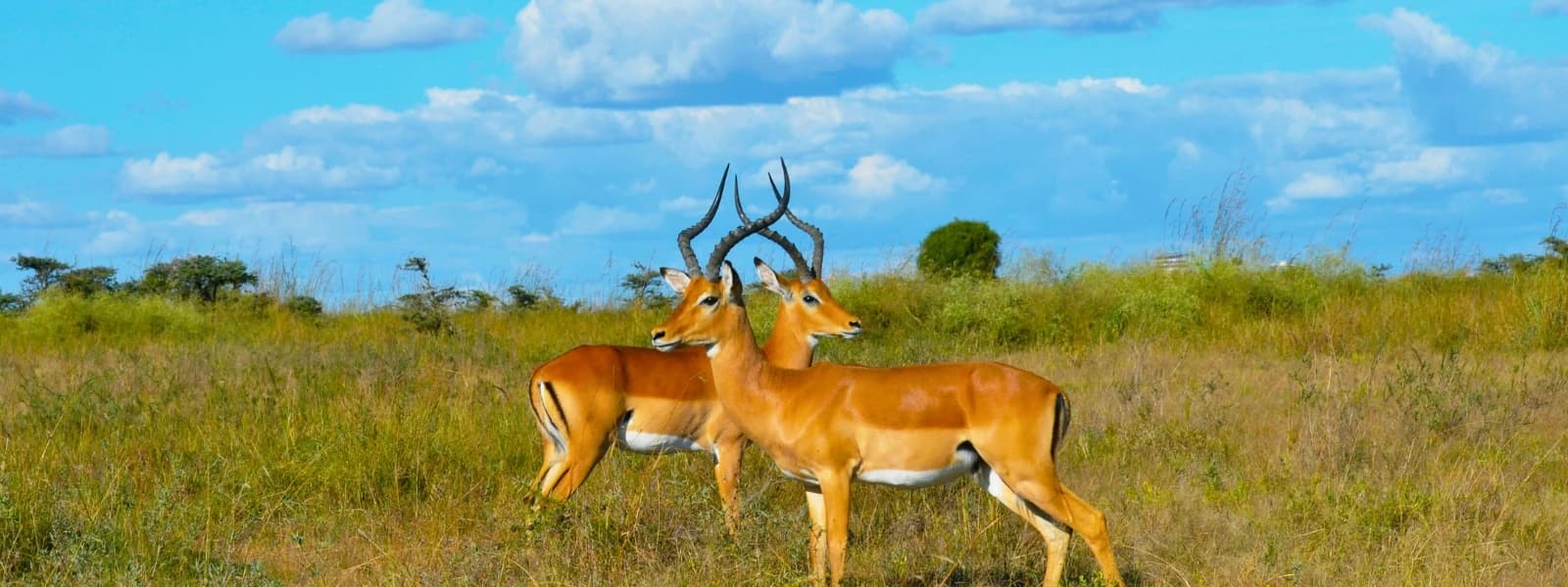 Shuklaphanta Wildlife Reserve