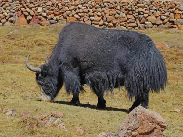 Olpo Region Trek Wilderness Adventure