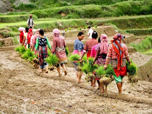Farmers working in a lush green rice field during the rice plantation season in Nepal.