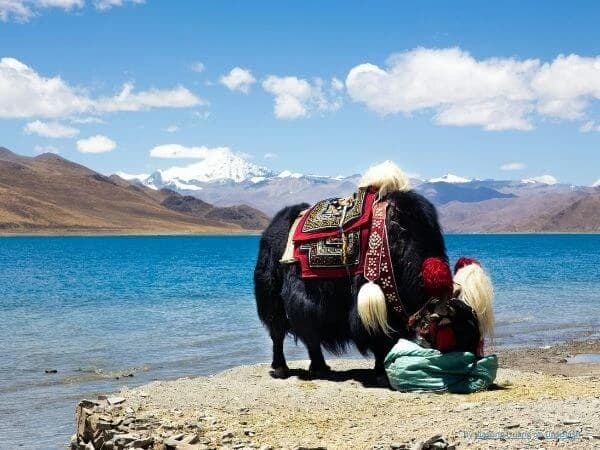 Tibet Yak on Snowy Mountain